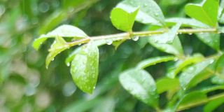 4K特写雨下在树上。白天，雨落在树叶上。小雨落在小树上。绿色自然的概念。