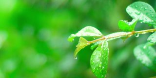 4K特写雨下在树上。白天，雨落在树叶上。小雨落在小树上。绿色自然的概念。