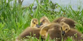 小鹅们睡觉了，在绿草中嬉戏，互相依偎。加拿大鹅
