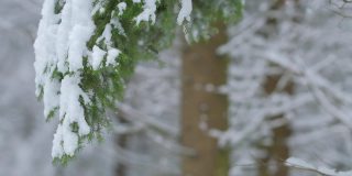 大雪从冷杉树枝上缓缓落下