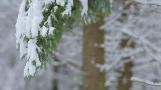 大雪从冷杉树枝上缓缓落下视频素材模板下载
