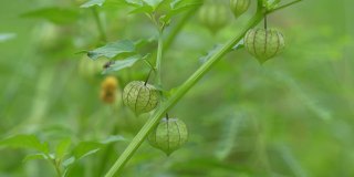 Ciplukan是一种野生植物，通常生长在亚洲。这种植物的拉丁名字是Physalis angulata和Physalis