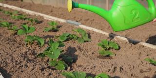 用一个绿色的喷壶给草莓幼苗浇水