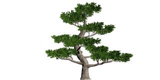 Pertusa树无缝循环，白色背景