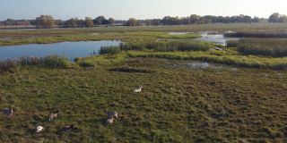 山羊在芦苇沼泽附近的绿色牧场上吃草，无人机沿着山羊群飞行。