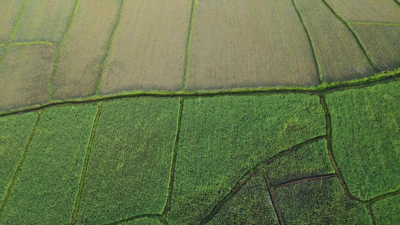 在稻田耕作的无人机农业视图