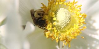 白色银莲花花的特写背景。阳光明媚的一天，蜜蜂正在从白花上吮吸花蜜。