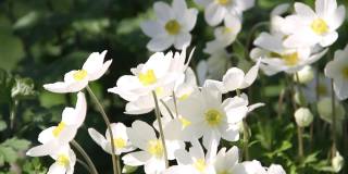 在阳光明媚的日子里，白色的银莲花在风中摇曳