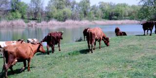 一群牛在河边的绿色草地上吃草。牧羊人带领一群牛。