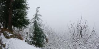 印度喜马偕尔邦的马纳里，冬天下雪时，森林里被雪覆盖的苹果树。冬天森林里的雪。