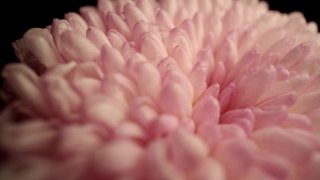 粉红色的菊花视频素材模板下载
