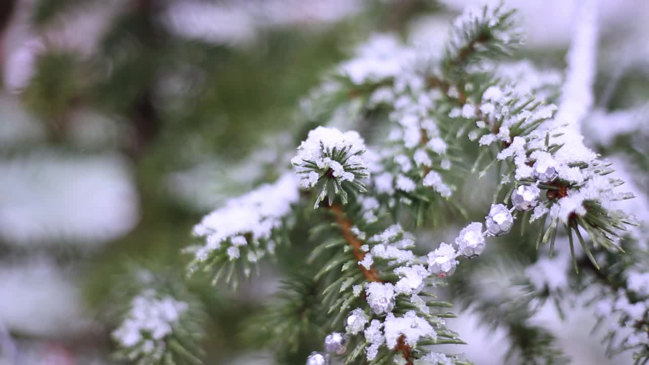 冬天，雪花飘落在云杉树枝上，外面挂满了新年的装饰品。圣诞节散焦背景