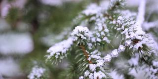 冬天，雪花飘落在云杉树枝上，外面挂满了新年的装饰品。圣诞节散焦背景