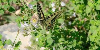 凤蝶飞在花头上，昆虫动物野生动物慢动作