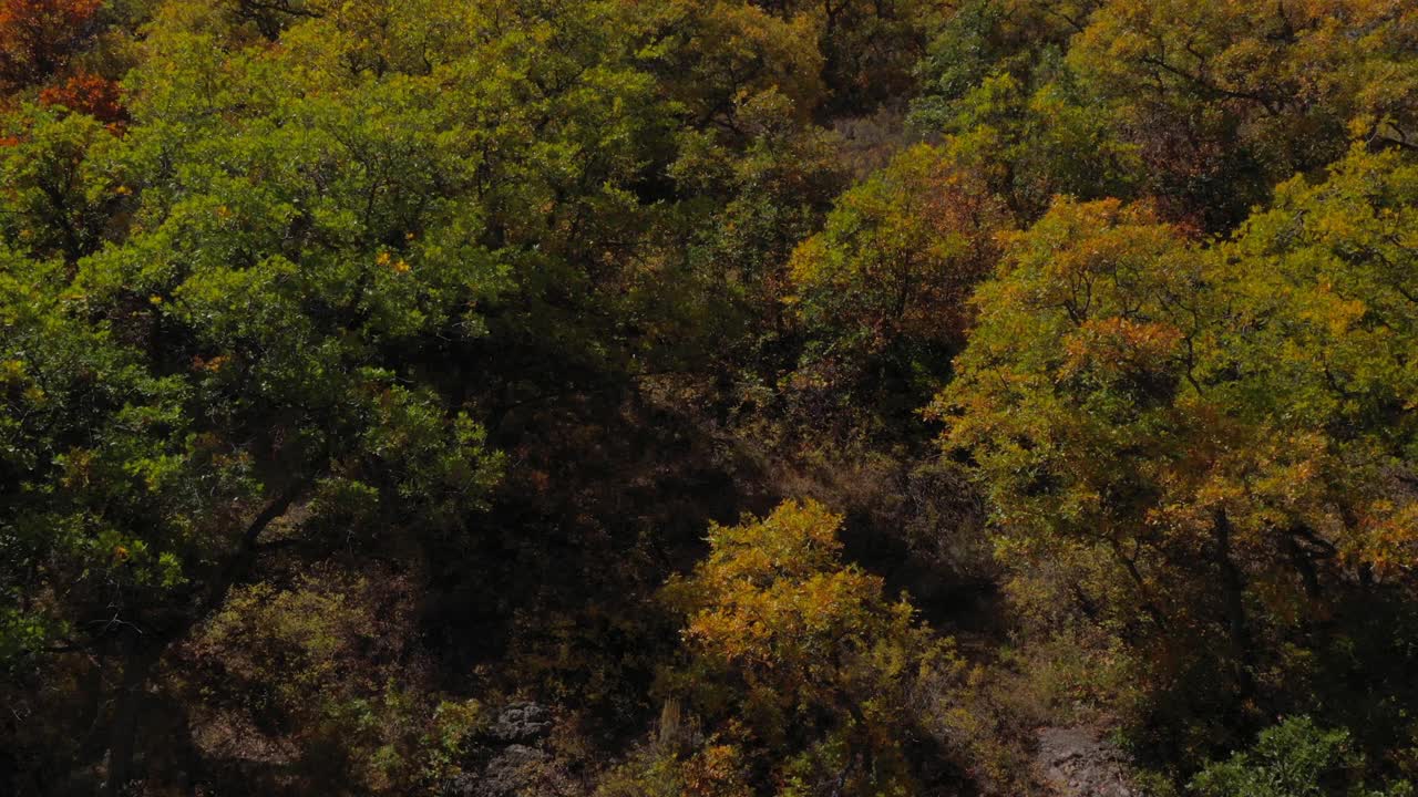 无人机拍摄显示白杨在全秋天的颜色显示彩色的矮橡树和白杨
