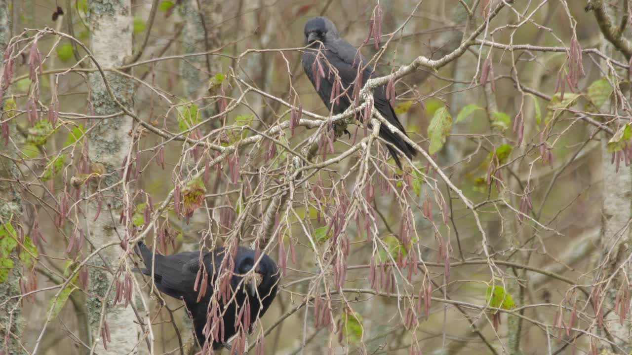 白嘴鸦 (Corvus frugilegus) 和西部寒鸦 (Coloeus monedula) - 冬季，白俄罗斯