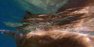 金毛寻回犬在海里游泳(水下视图)。狗在水面上游泳。(4 k-60fps)