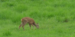 狍子、狍子、母鹿在草地上觅食和四处张望。野生动物狍与橙色毛皮放牧干草田夏季自然。大自然中的野生小鹿。草中可爱的小鹿。