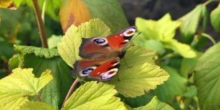 有风的天气里，蛱蝶科的aglais io蝴蝶坐在一棵杜松上，拍打着翅膀
