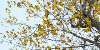 爱沙尼亚枫树的树枝，叶子少