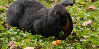 草地上的黑兔子
