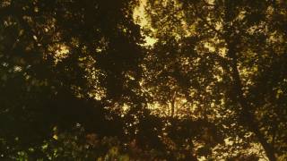 明亮的阳光或阳光的光线，阳光穿过栗树的深色叶子视频素材模板下载