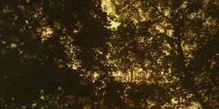 明亮的阳光或阳光的光线，阳光穿过栗树的深色叶子
