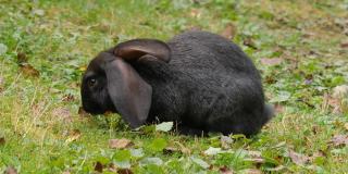 草地上的黑兔子
