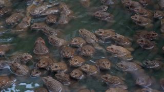 青蛙是池塘里的两栖动物视频素材模板下载