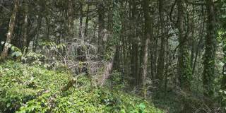 高加索黄杨树林中覆盖苔藓的树木