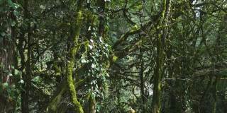高加索黄杨树林中覆盖苔藓的树木