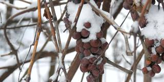 葡萄园里，过熟的蓝葡萄被雪覆盖着。晚收