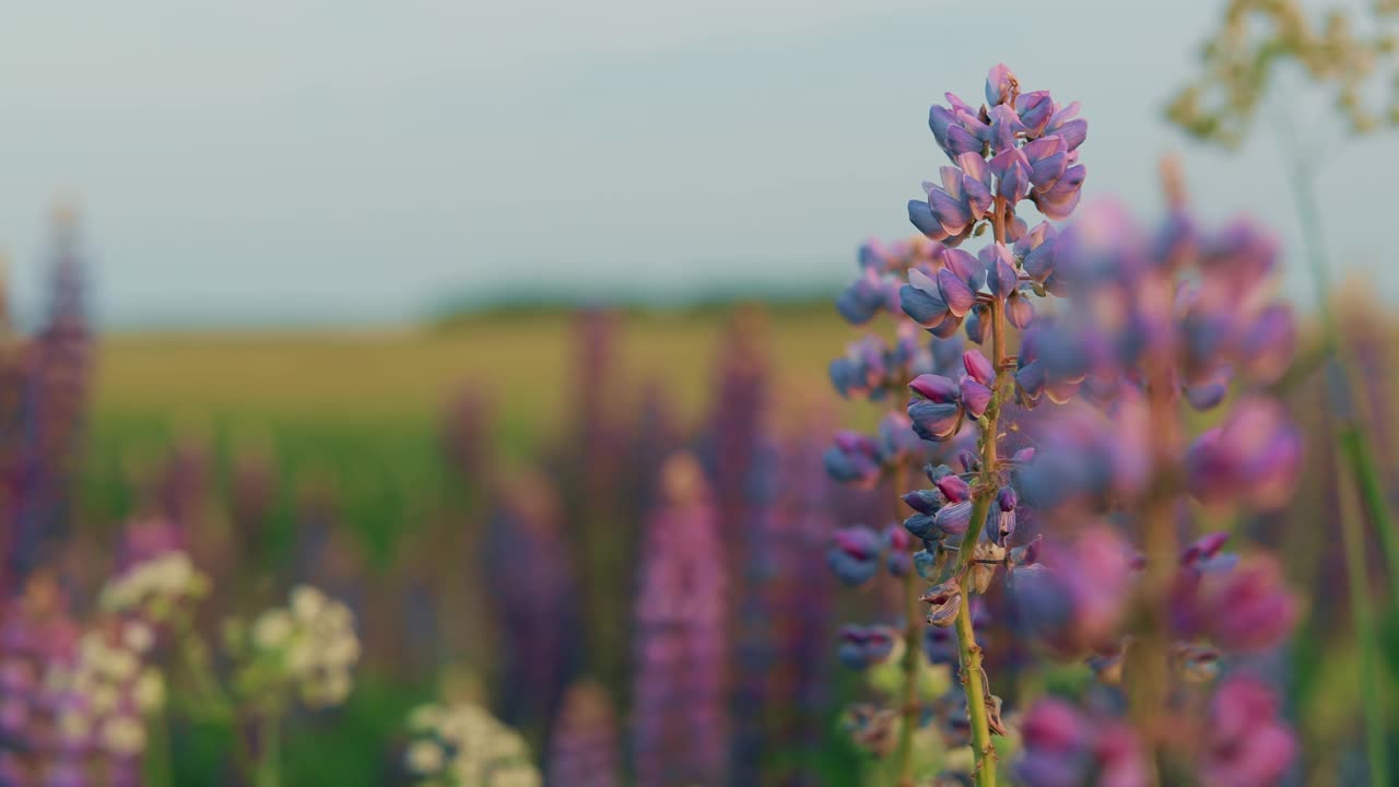 在夏季田野草地上的灌木野花。Lupinus,俗称卢平狼,是一个属豆科植物的开花植物科,豆科