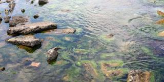 清澈的海水，海藻，海岸边的岩石