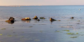 一只海鸥从水面起飞，飞过海面