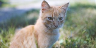 可爱的姜黄色毛茸茸的小猫，长着绿色的眼睛和蓝领圈，坐在花园里的草地上放松