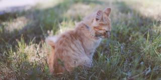 可爱的姜黄色毛茸茸的小猫，有着绿色的眼睛和蓝领的衣领，坐在阳光明媚的春天草地上放松。Tomcat看着摄像机