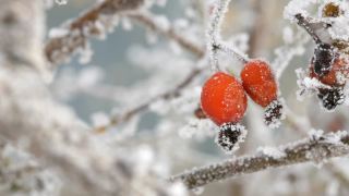 冬天，红玫瑰的果实上覆盖着霜雪视频素材模板下载