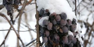 葡萄园里，过熟的蓝葡萄被雪覆盖着。晚收