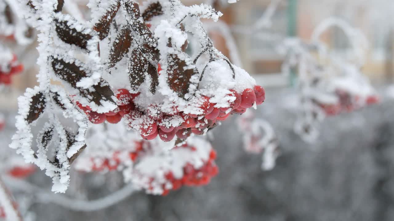 一束束红色成熟的山灰或花楸Quicken树花楸在冬天被雪覆盖