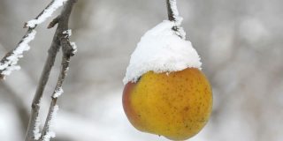 冬日里，在花园的近景里，盖着雪的熟透的黄苹果孤零零地挂在树枝上