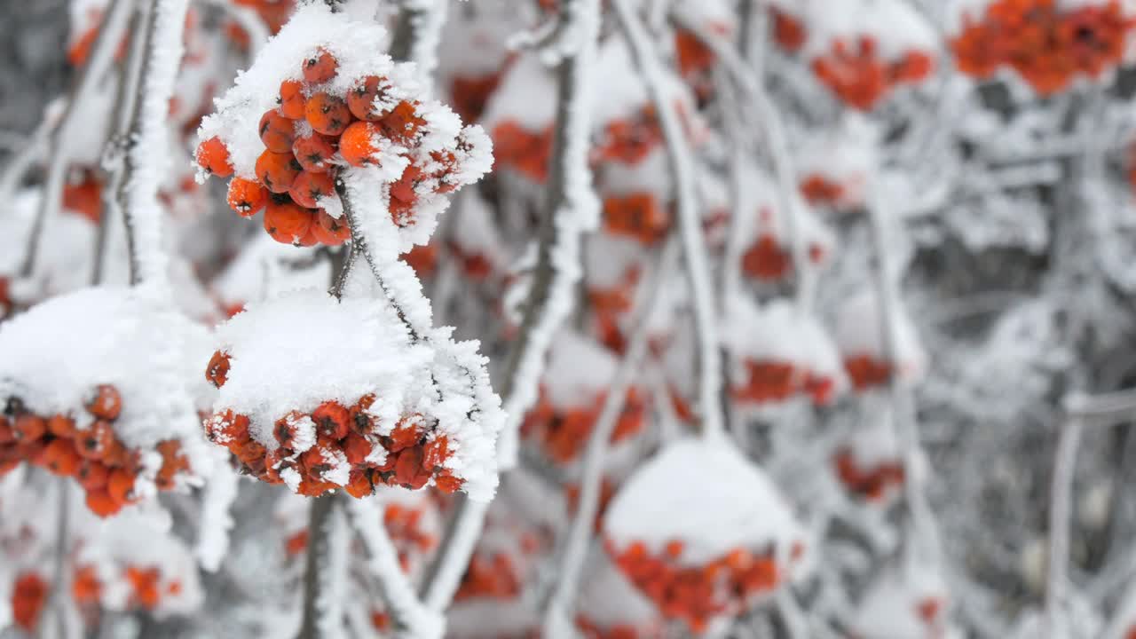 一束束红色成熟的山灰或花楸Quicken树花楸在冬天被雪覆盖