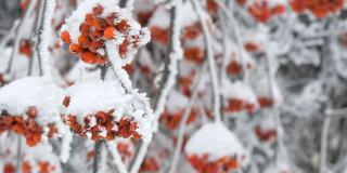 一束束红色成熟的山灰或花楸Quicken树花楸在冬天被雪覆盖