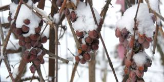 葡萄园里，过熟的蓝葡萄被雪覆盖着。晚收
