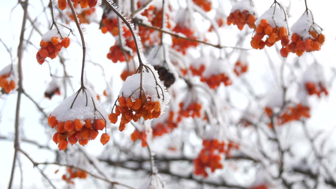 一束束成熟的红色荚蒾，在冬天被雪覆盖着