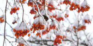 一束束成熟的红色荚蒾，在冬天被雪覆盖着