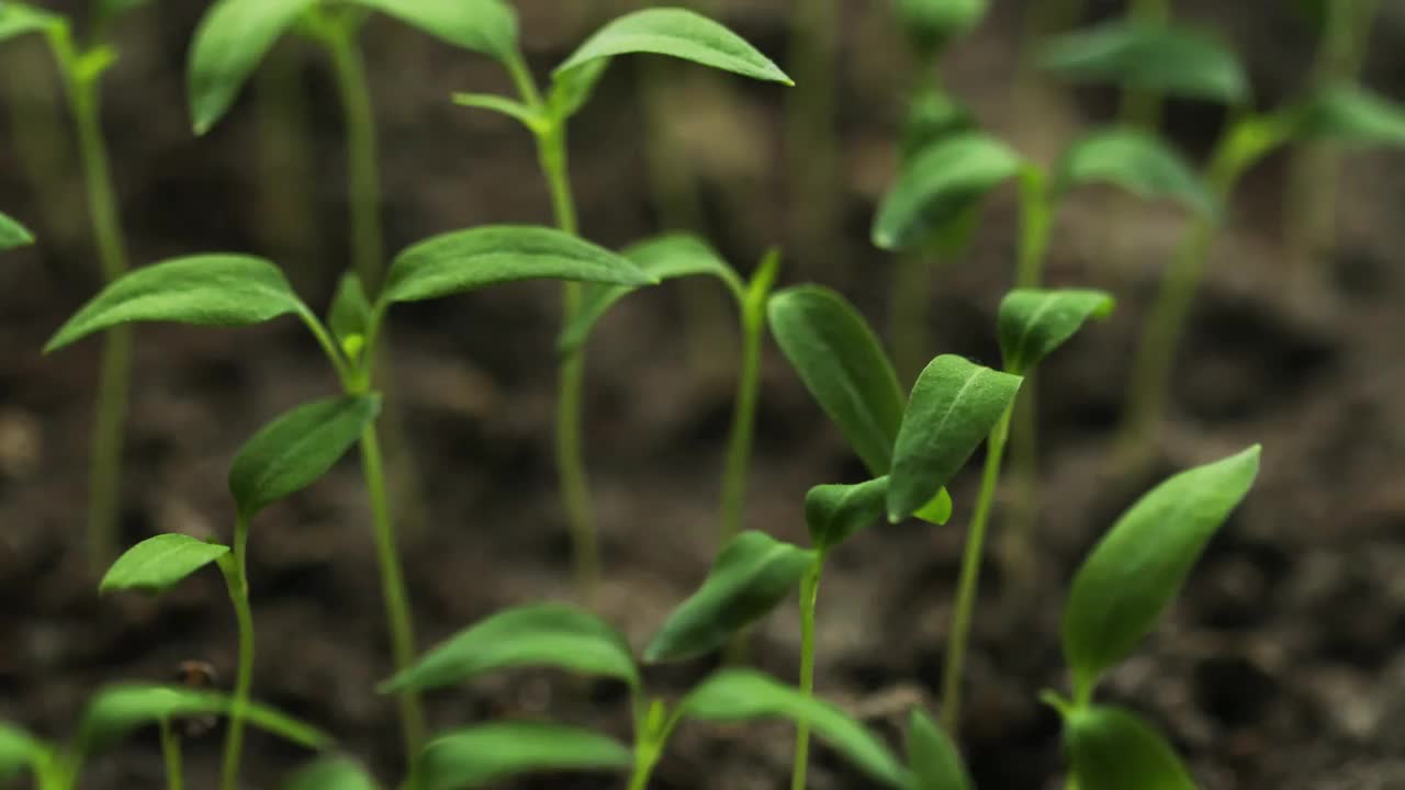 园地栽培的小型有机辣椒品种。带着叶子的绿芽从土壤中生长出来。春天，新生活的概念。农业季节