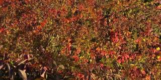 花园里的秋叶。鲜红橙绿的葡萄叶。风景优美的波士顿常春藤植物。
