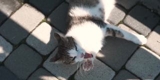 有趣的猫在阳光明媚的户外玩耍