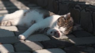 有趣的猫在阳光明媚的户外玩耍视频素材模板下载